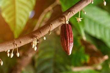 Cacao branch with young fruit
