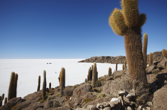 Isla del Pescado (Fish Island) on Salar de Uyuni (Salt Flats of Uyuni), Potosi Department, Bolivia