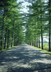 Fototapeta premium Avenue