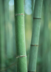 Obraz premium Bamboo