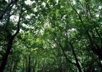 Forest