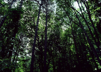 Obraz premium Forest