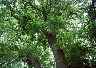 Fototapeta premium Tree