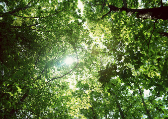 Fototapeta premium Sunlight Streaming Through the Leaves of Trees