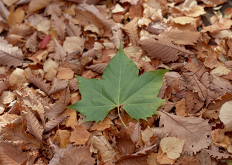 Fallen Leaf