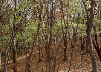 Forest