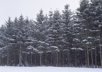 Forest