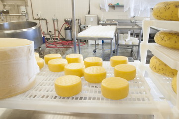 Cheeses at Farm House Natural Cheeses factory, Agassiz, British Columbia, Canada