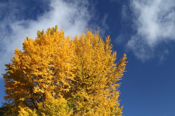 Fototapeta premium 銀杏と青空