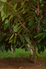 blooming cacao tree