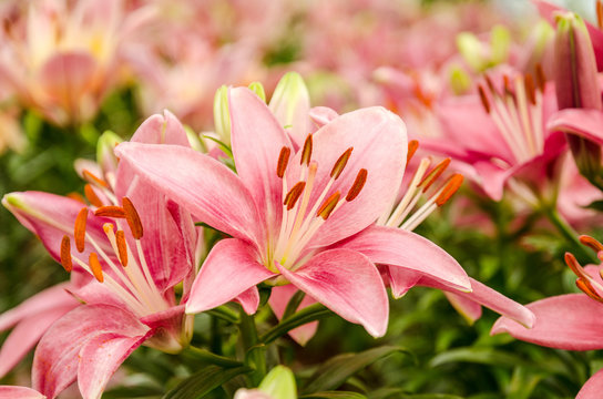 Pink lily flower,Flower, Lily, Blossom, Bouquet, Flower Head