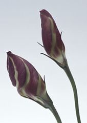 Fototapeta premium Prairie Gentian