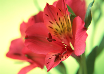 Alstromeria
