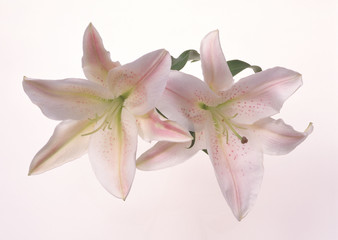Fototapeta premium Lily