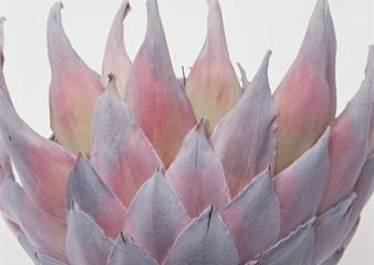 King Protea