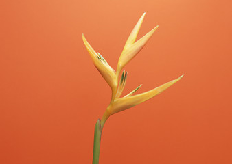 Obraz premium Heliconia 