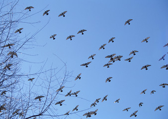 Bird and Sky