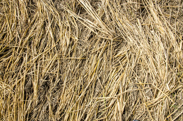 Plant, Wheat, Hay, Textured, Straw