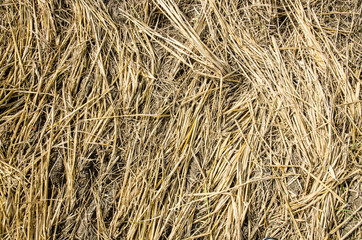 Plant, Wheat, Hay, Textured, Straw