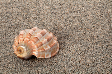 Seashell on a shallow gravel of granite