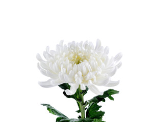 chrysanthemum flower Isolated on white background