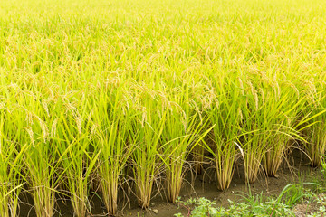 Rice field
