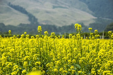 Obraz premium The rape flowers field scenery 