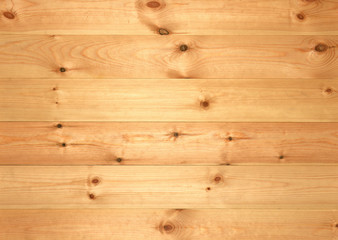 Fototapeta premium Pine