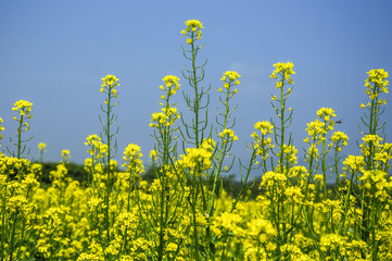 The rape flowers field scenery 