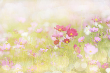 Cosmos flower picture in the form of a double-exposure.