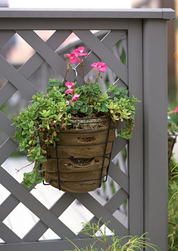 Hanging Basket