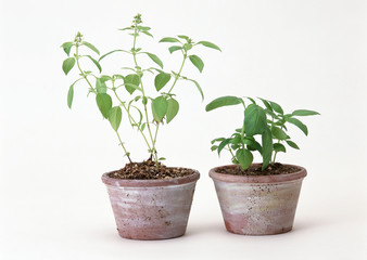 Sweet Basil and Basil