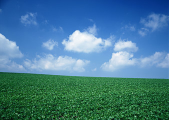 Pea Field