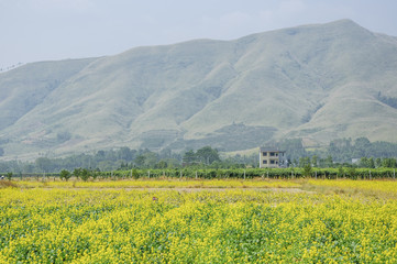 The rape flowers field scenery 