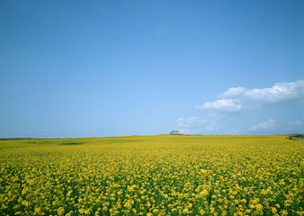 Obraz premium Field Mustard