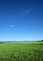 Obraz premium Wheat Field