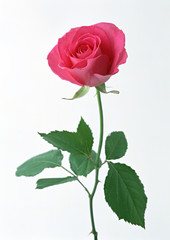 Fototapeta premium Rose