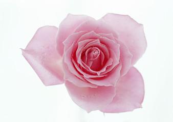 Fototapeta premium Rose