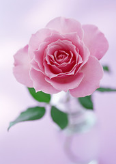Fototapeta premium Rose
