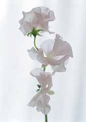 Sweet Pea