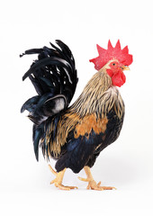 Japanese Bantam