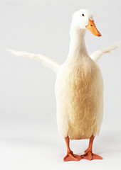 Duck