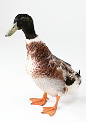 Duck