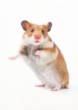 Golden Hamster