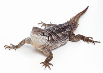Oplurus cuvieri