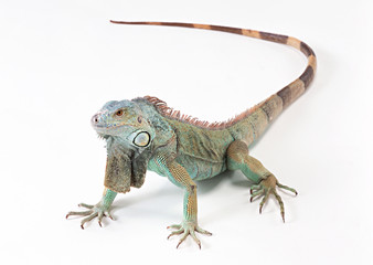 Green Iguana