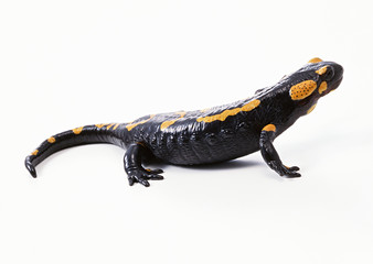 Salamander
