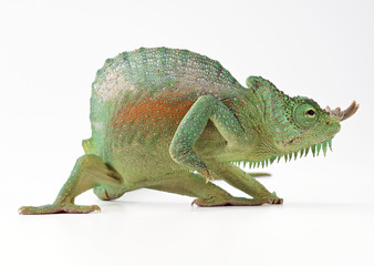 Chameleon