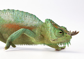 Obraz premium Chameleon