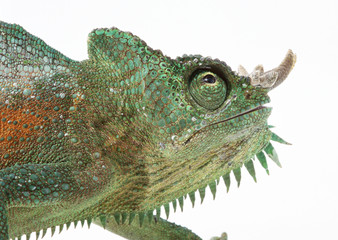 Chameleon